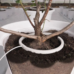 Netbow – Netafim – 12 cm