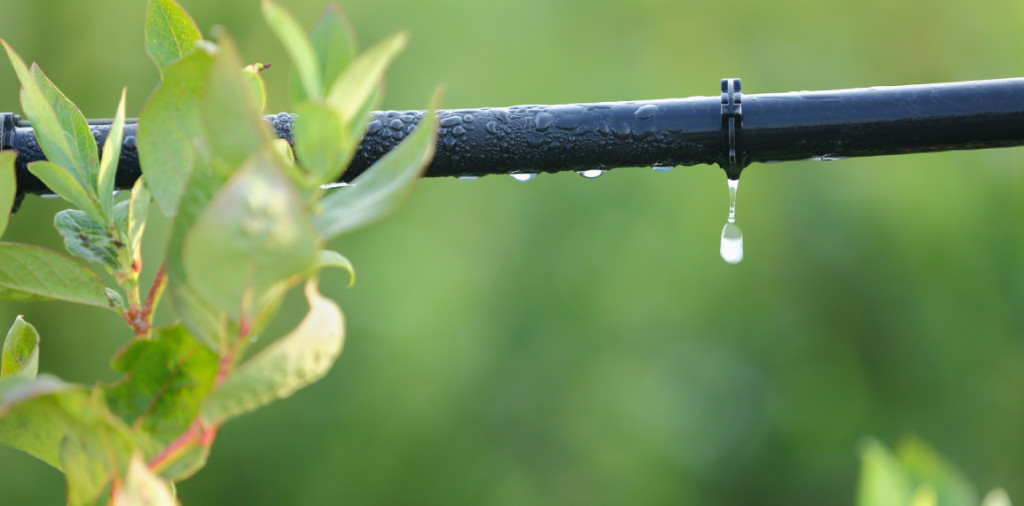 Conseils pour un arrosage éco-responsable